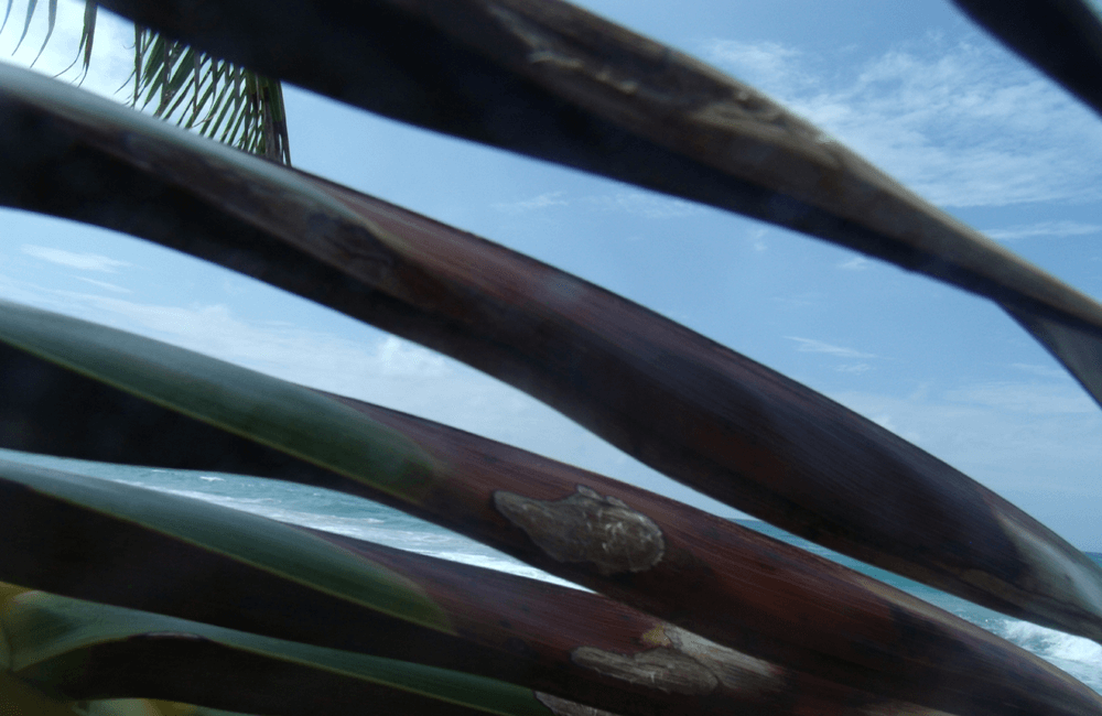 a photograph of palm branches in Isabela, Puerto Rico at Playa Rescate, with the photo taken from a close up perspective making the palm branches look as if they are window-blinds