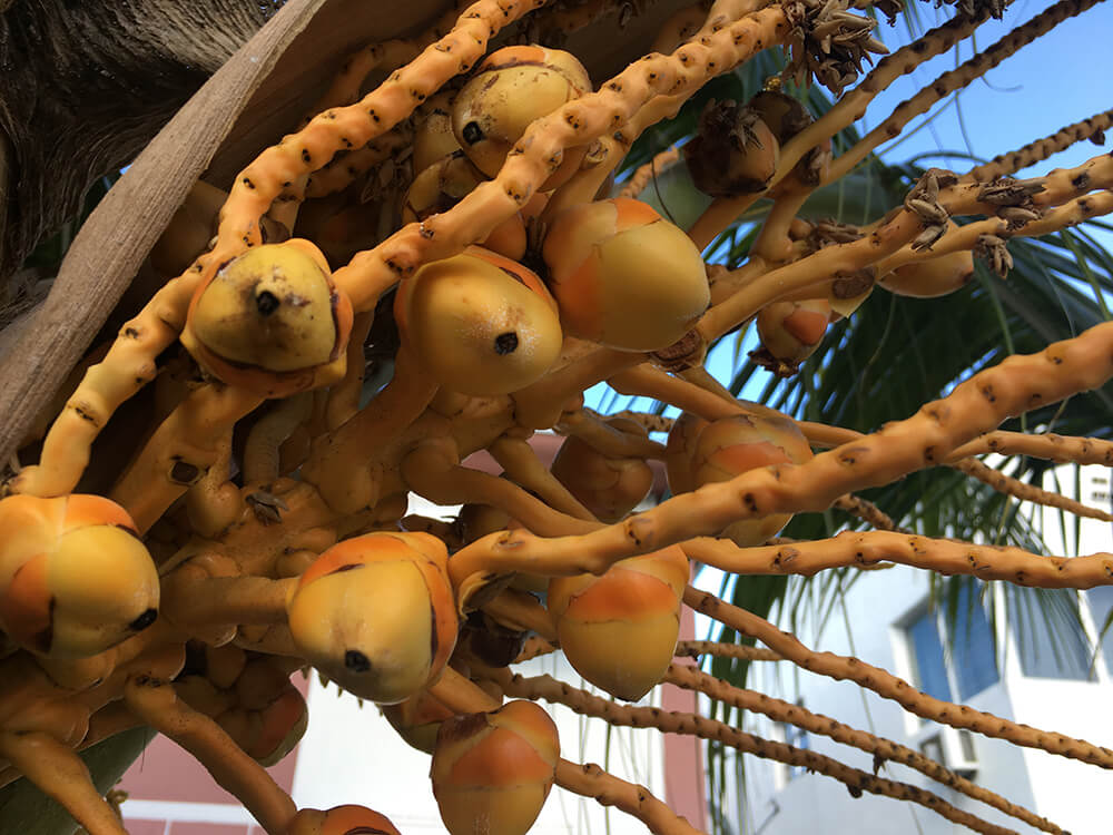 a photograph of baby coconuts growing on a tree