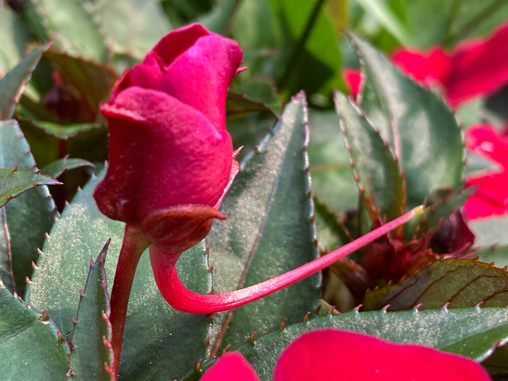 photo of a closed up rosebuf bending to get light