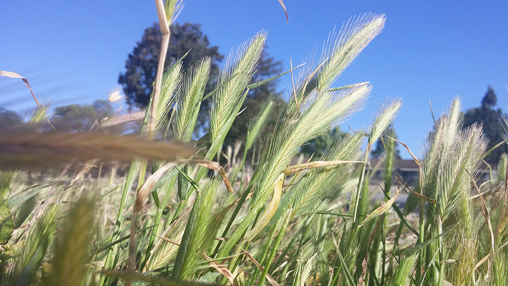 a photograph of high wild grass growing in California