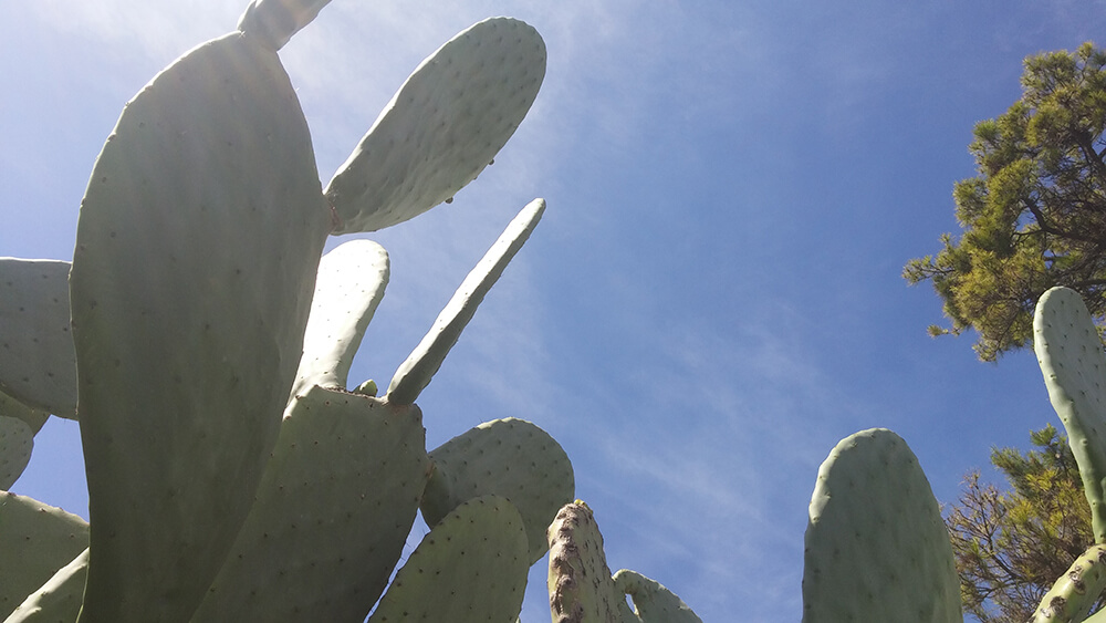 a photograph of a cactus in California