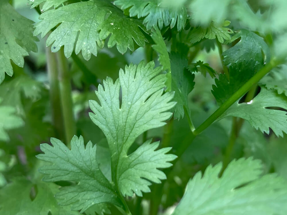 a photograph of cilantro being grown in a garden