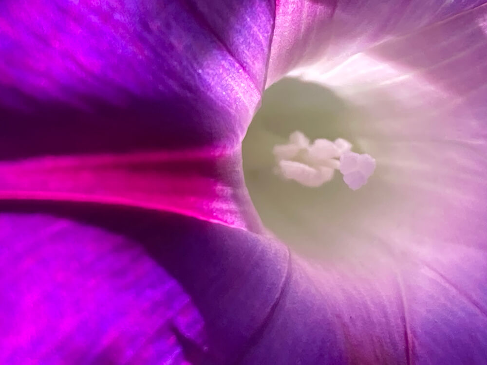 photograph looking into the inner part of a purple flower