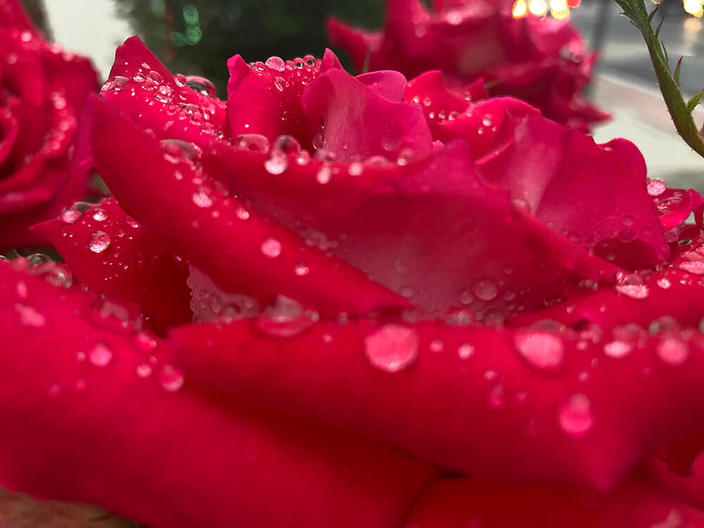 a close-up photograph of a red rosebud with water beads on it