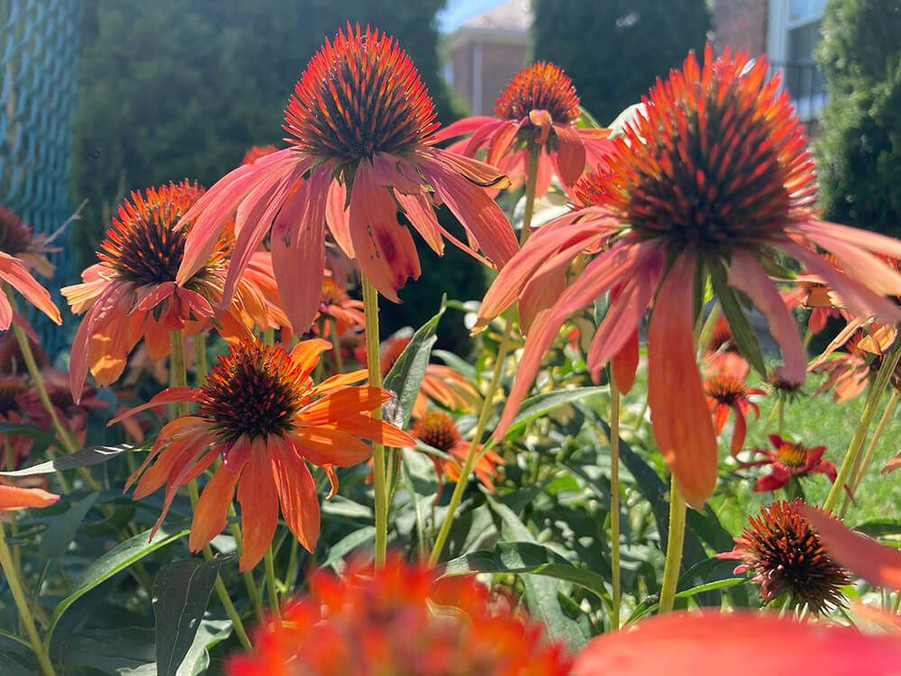 Photograph of an Echinacea flower in Bridgeport.