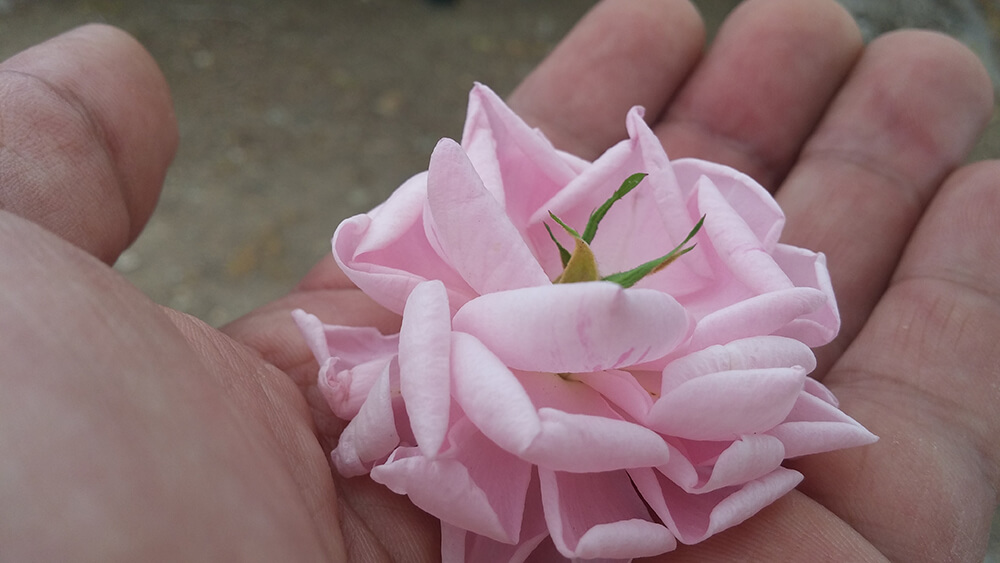 A photorgraph of a flower bud in a hand