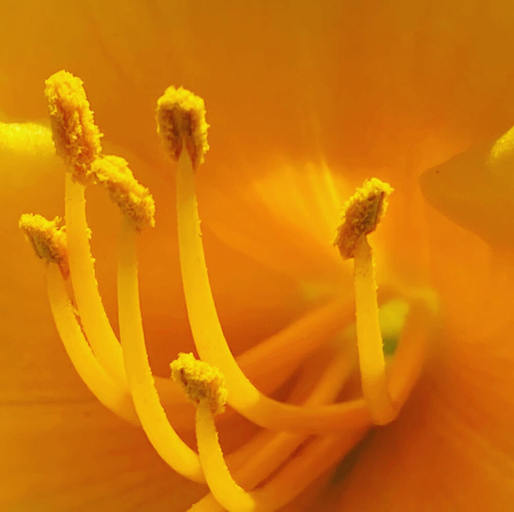 photograph of stamens of a yellow flower
