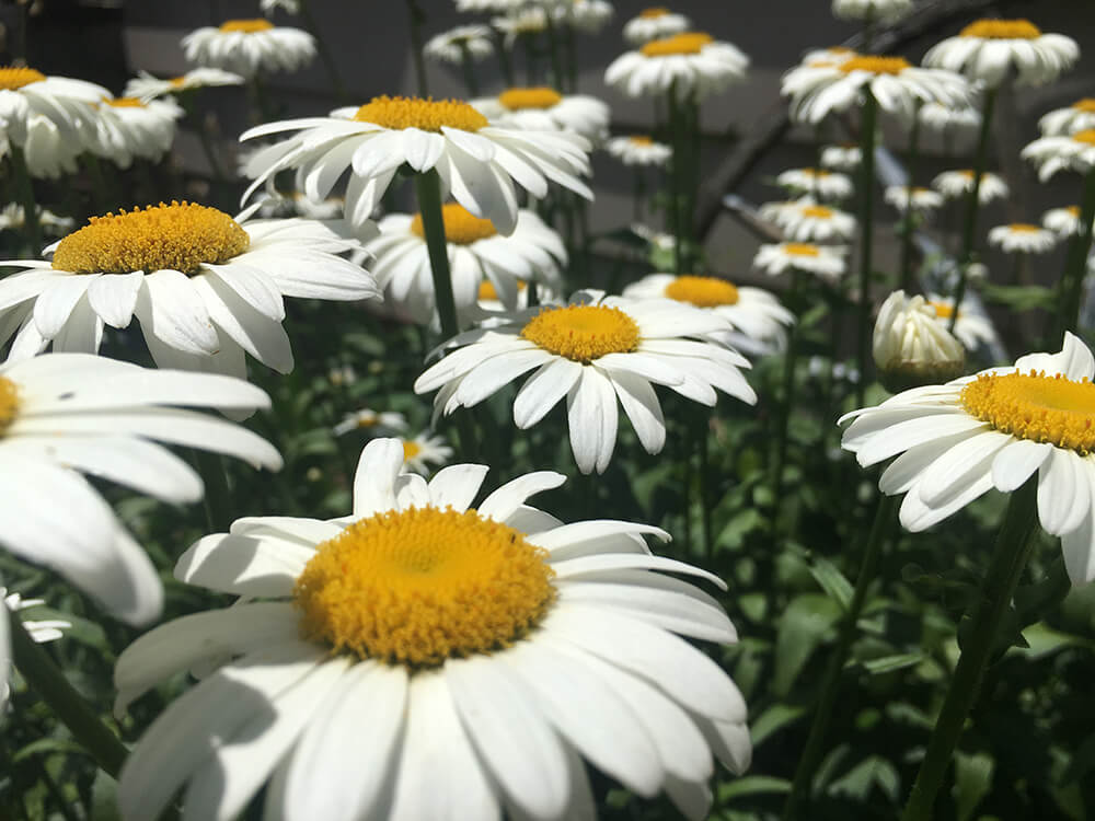 a photograph of white sunflowers in Hartford, Connecticut