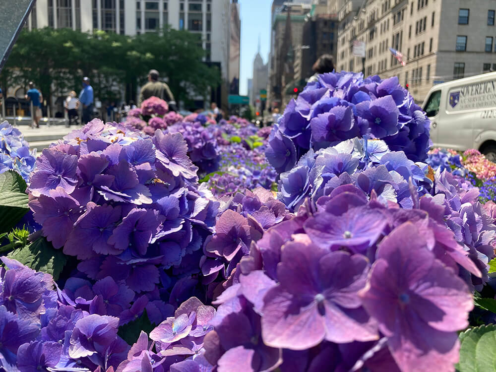 photograph of flowers along the street on 5th Avenue in NYC