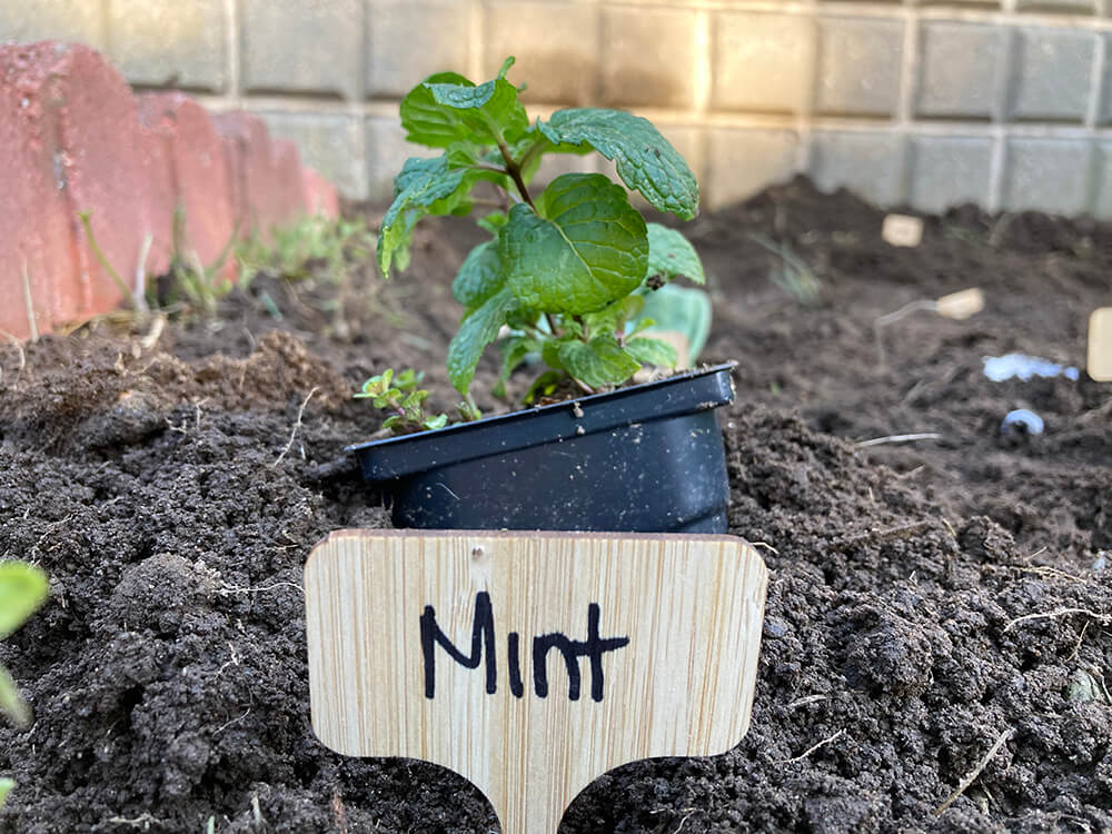 a photograph of full grown fresh mint in a garden