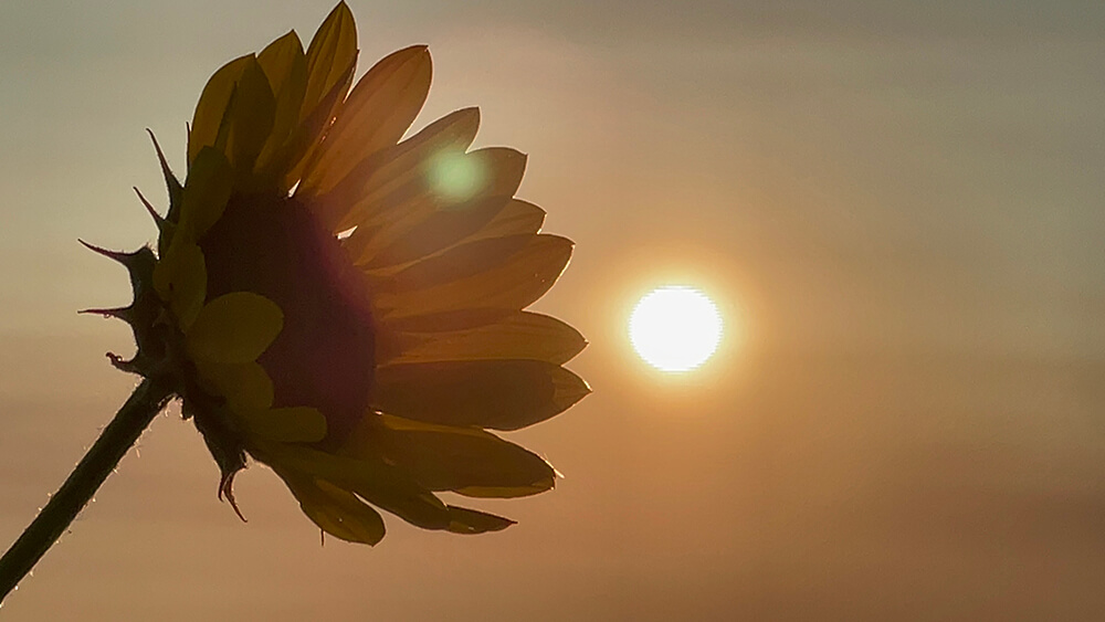 A photograph of a sunflower in the North Dakota sun