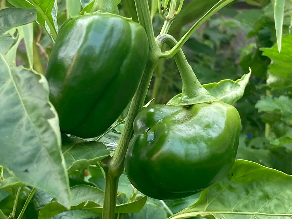 a photograph of green peppers growing in a garden in Youngstown, Ohio