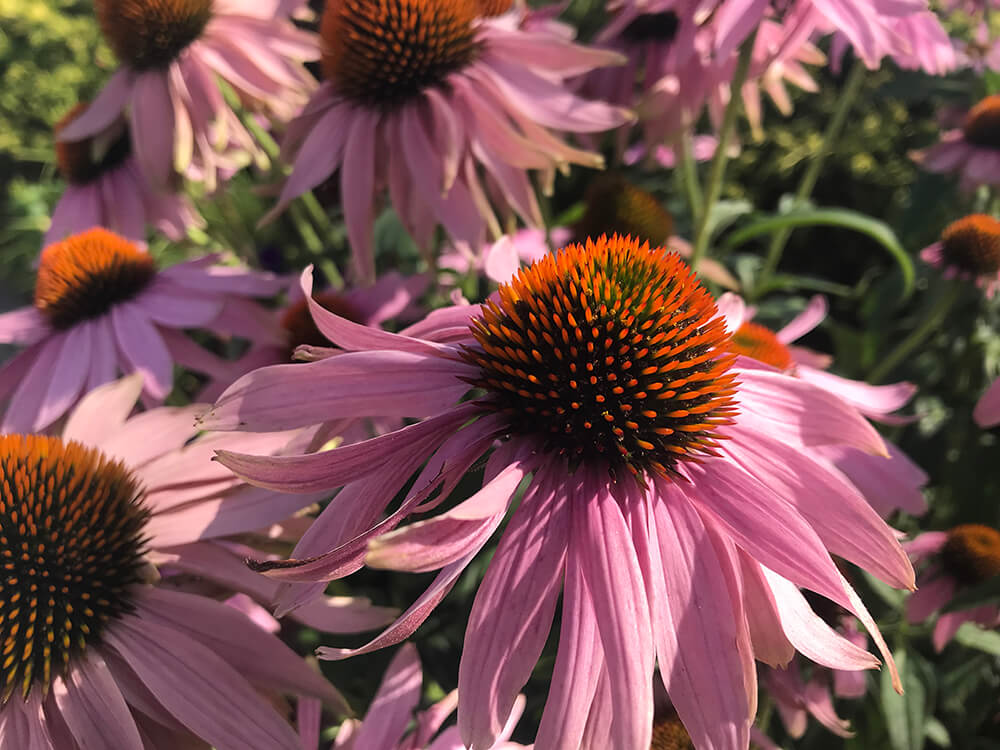 a photograph of pink Echinacea growing in Connecticut