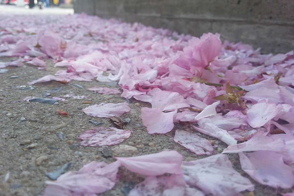 photo of pink Magnolia leaves on the ground in NYC