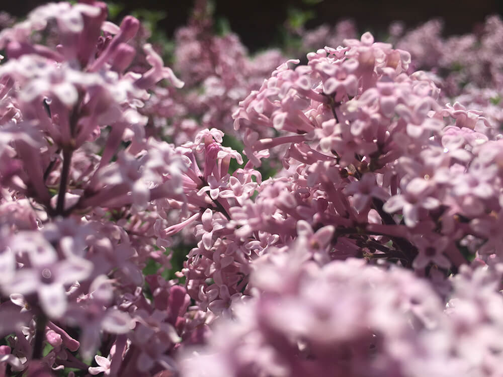 This is a photograph of a Magnolia bush