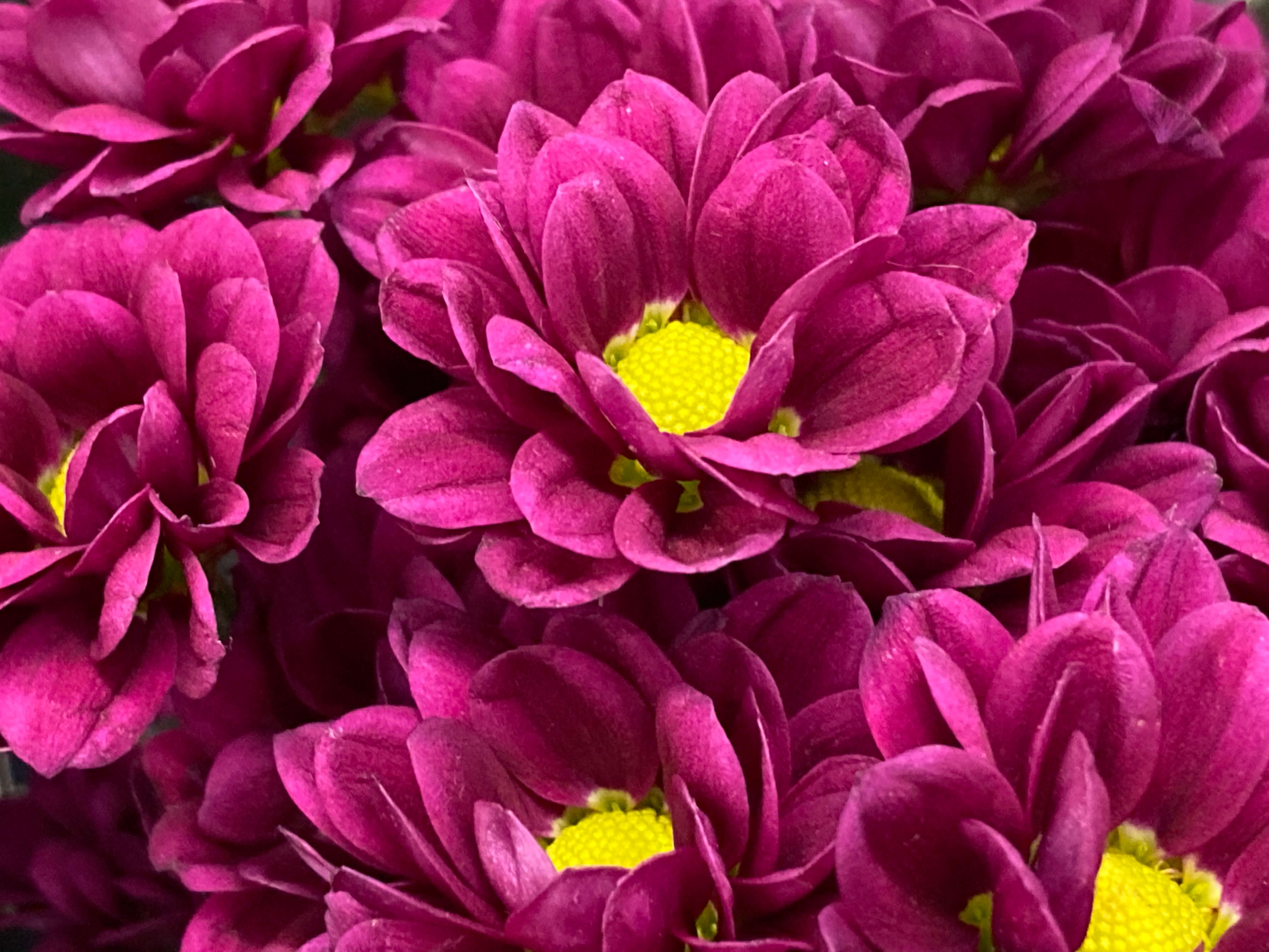 a photo of a group of purple flowers with a yellow middle