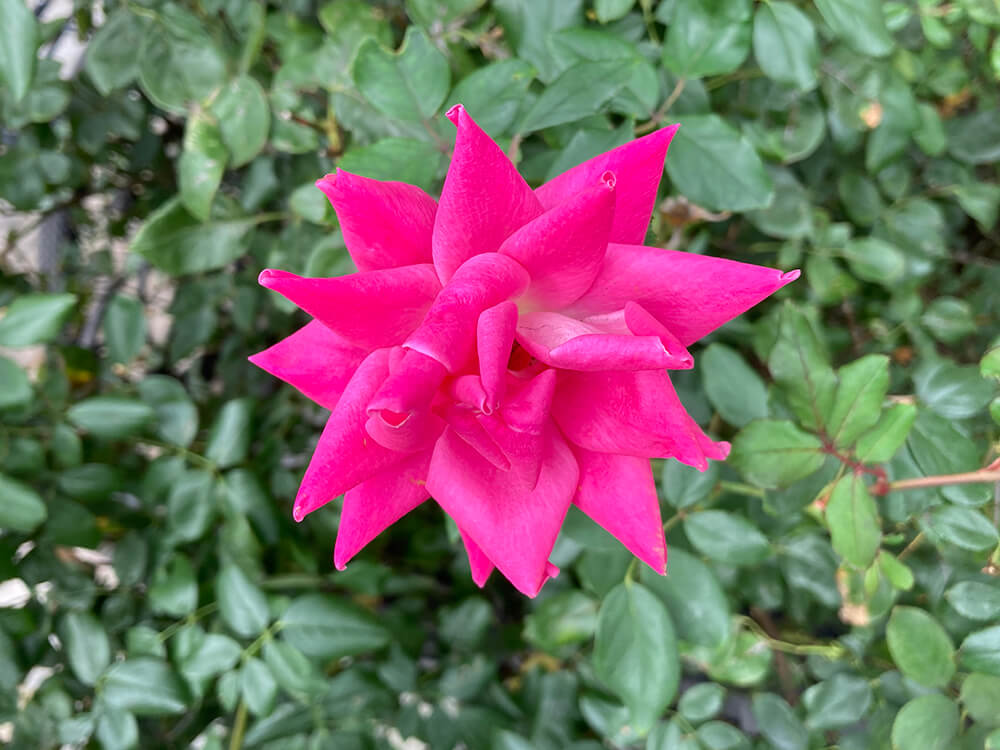 photo of a pink flower in high contrast to surrounding leaves