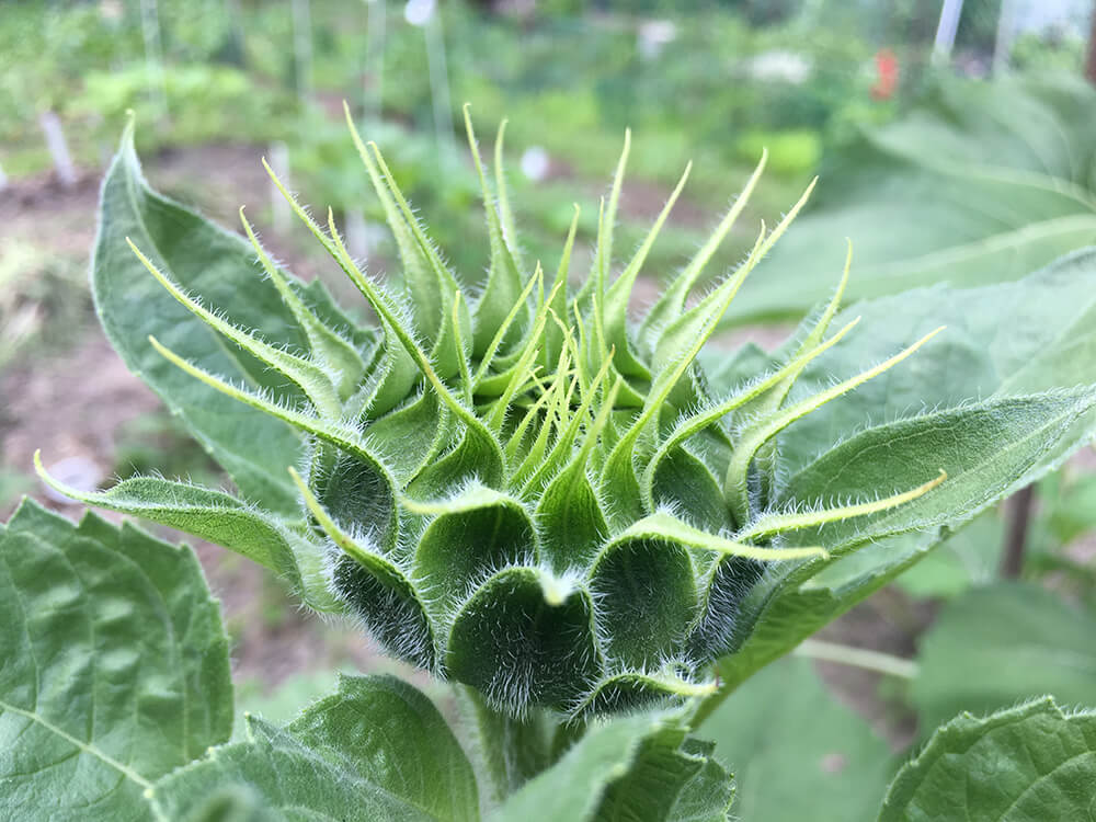 photograph of a budding sunflower in a garden