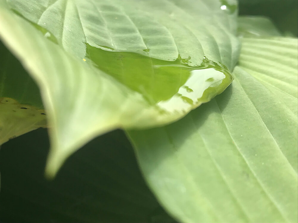 a photo of a raindrop sliding down a leaf