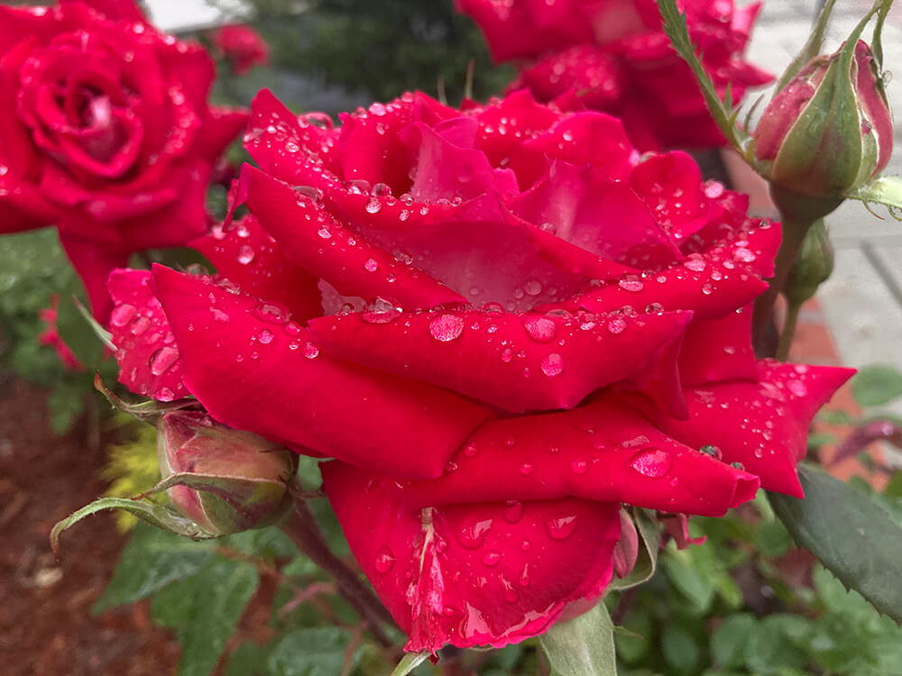 a close up photorgraph of a wet red rose